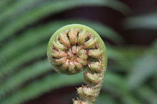 Load image into Gallery viewer, NEW ZEALAND GREENSTONE - POUNAMU -KORU DESIGN