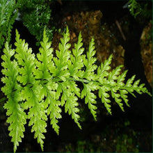 Load image into Gallery viewer, NEW ZEALAND GREENSTONE - POUNAMU - DOUBLE TWIST