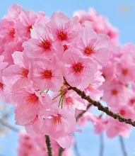 Load image into Gallery viewer, BEE CANDLE - CHERRY BLOSSOM - BACK IN STOCK SOON
